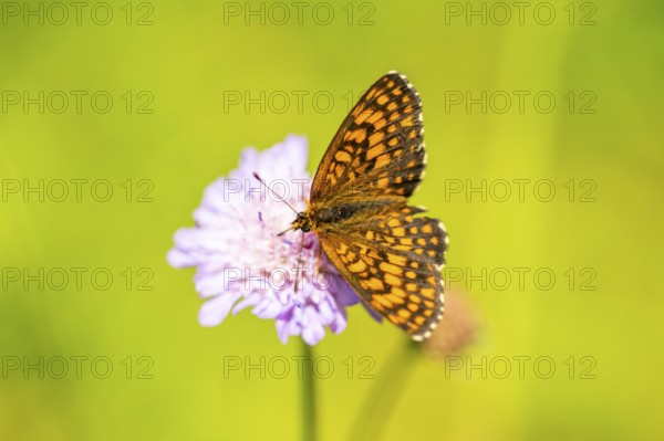 Heath fritillary (Mellicta athalia) butterfly sitting in a colorful blossom, Austria