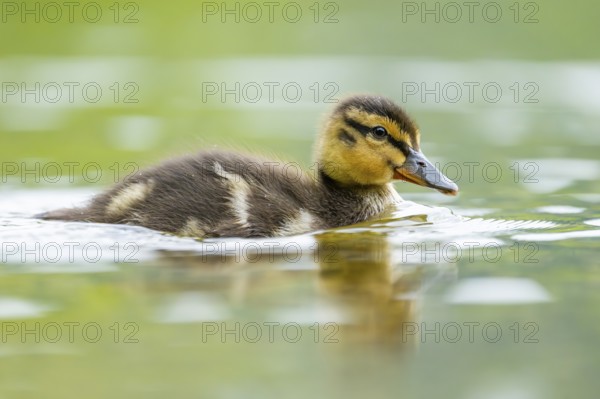 Wild duck (Anas platyrhynchos) chick swimming on a lake, Bavaria, Germany