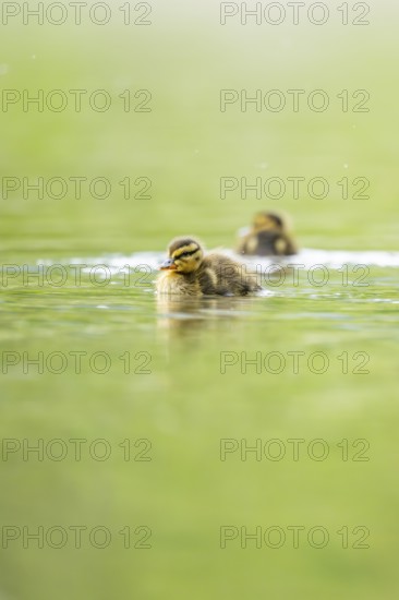 Wild duck (Anas platyrhynchos) chick swimming on a lake, Bavaria, Germany