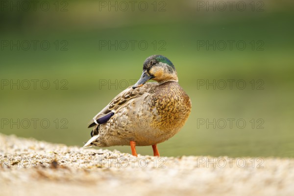 Wild duck (Anas platyrhynchos) male standing on the shore of a lake, Bavaria, Germany