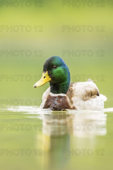 Wild duck (Anas platyrhynchos) male swimming in a lake, Bavaria, Germany
