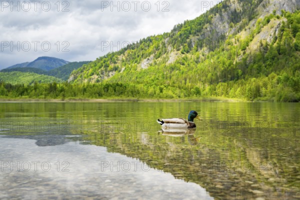 Wild duck (Anas platyrhynchos) male swimming in a lake, Bavaria, Germany