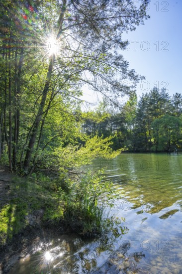 Landscape of a little lake on a sunny day in spring, Upper Palatinate, Bavaria, Germany