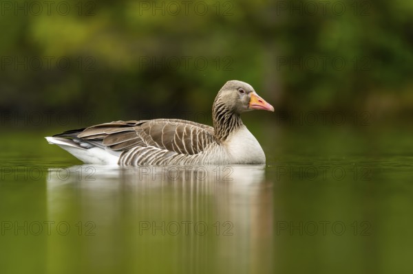 Close-up of a Greylag Goose (Anser anser) swimming in the water in spring, Austria