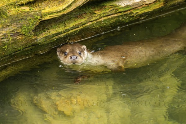 Eurasian otter (Lutra lutra) swimming in a lake, Austria