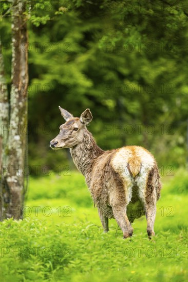 Red deer (Cervus elaphus) hind on a meadow in spring, Austria
