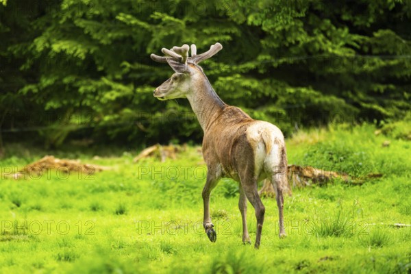 Red deer (Cervus elaphus) stag on a meadow in spring, Austria