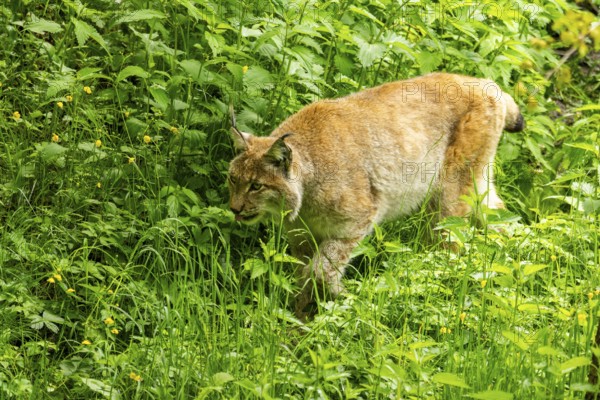 Eurasian lynx (Lynx lynx) walking through a forest, Austria