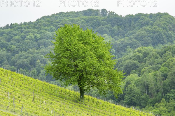 Wild cherry (Prunus avium) tree standing in the middle of a wine yard in southern styria, Austria