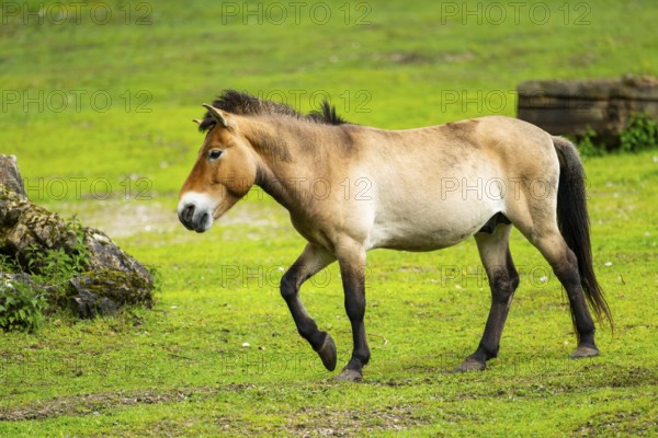 Przewalski's horse (Equus ferus przewalskii) standing on a meadow, Austria, Germany