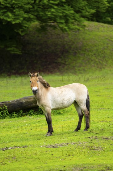 Przewalski's horse (Equus ferus przewalskii) standing on a meadow, Austria, Germany