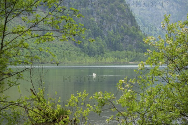 Landscape of Lake Almsee on a rainy day in spring, Salzkammergut, Austria