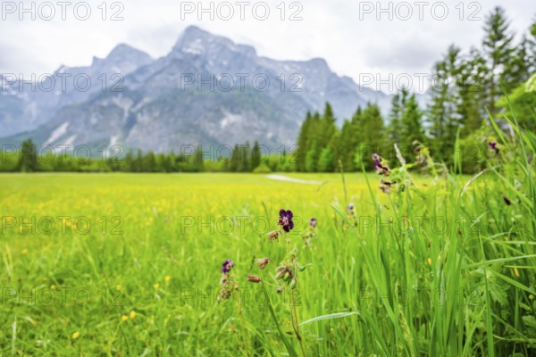 Spring meadow with the Alps in the background on a rainy day, Traunkirchen, Salzkammergut, Austria
