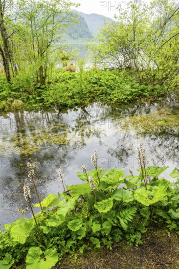 Lanscape of a little stream flowing through the forest in spring on a rainy day, Bavaria, Germany
