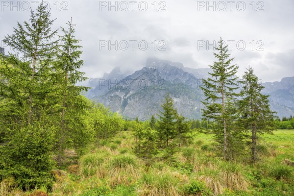 Norway spruce (Picea abies) trees growing in front of the mountains next to Lake Almsee on a rainy day in spring, Salzkammergut, Austria