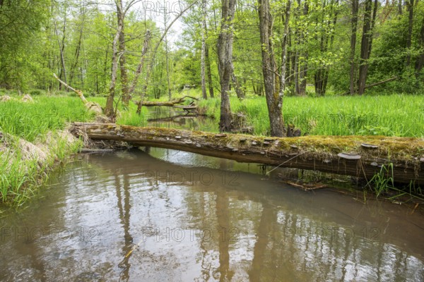 Lanscape of a little stream flowing through the forest in spring on a rainy day, Bavaria, Germany