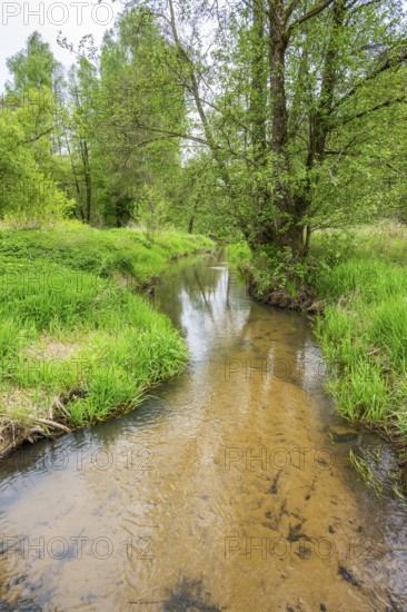 Lanscape of a little stream flowing through the forest in spring on a rainy day, Bavaria, Germany