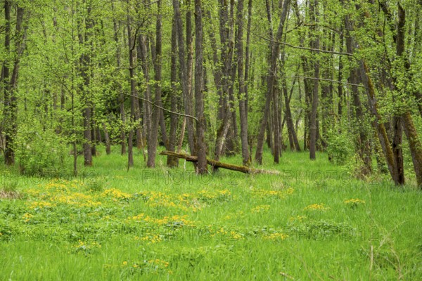 Moorland with blooming Marsh-marigold (Caltha palustris) in a Common alder (Alnus glutinosa) forest in spring, Bavaria, Germany