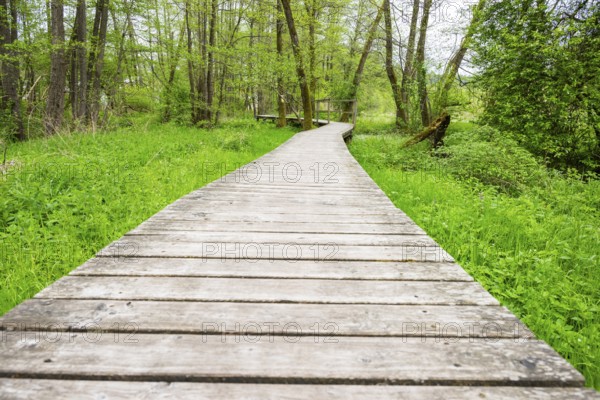 Walking trail going through the forest in spring on a cloudy day, Bavaria, Germany