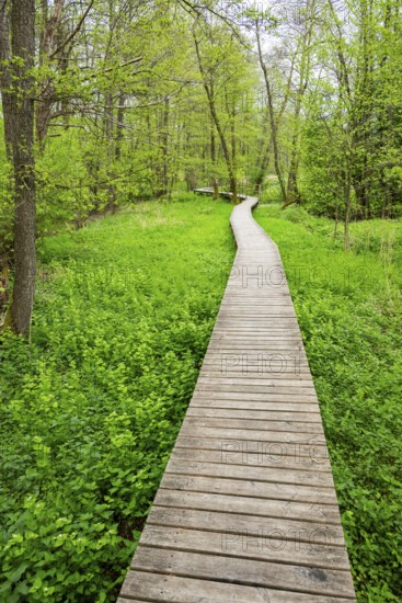 Walking trail going through the forest in spring on a cloudy day, Bavaria, Germany