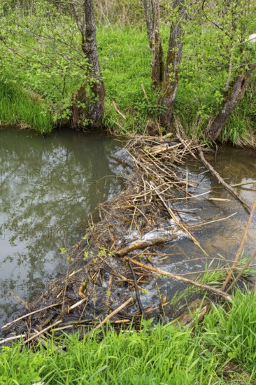 Dam of a Eurasian beaver (Castor fiber) in a small stream, Upper Platine, Bavaria, Germany
