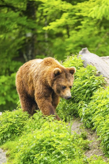 Eurasian brown bear (Ursus arctos arctos) in a forest, Austria