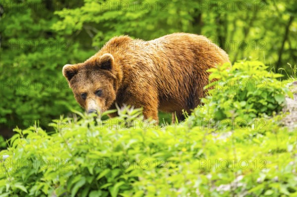 Eurasian brown bear (Ursus arctos arctos) in a forest, Austria