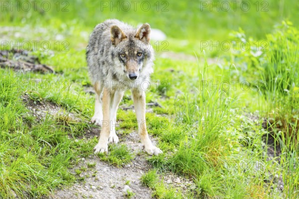 Eurasian wolf (Canis lupus lupus) in a forest, Austria