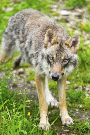 Eurasian wolf (Canis lupus lupus) in a forest, Austria