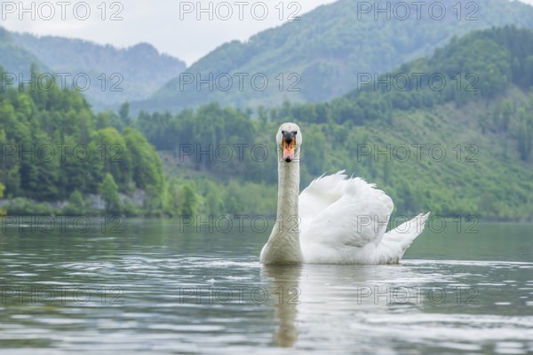 Mute swan (Cygnus olor) swimming on a lake, Austria