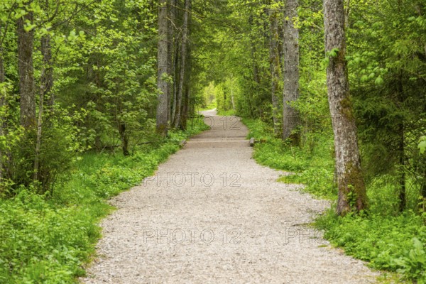 Walking trail going through the forest in spring on a cloudy day, Bavaria, Germany