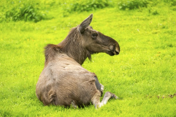 Eurasian elk (Alces alces) lying next to a little lake, Austria