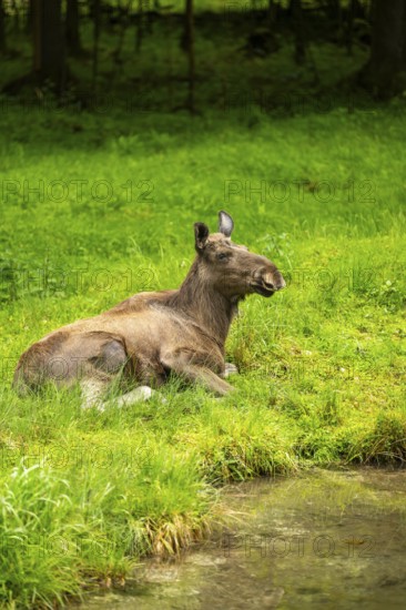 Eurasian elk (Alces alces) lying next to a little lake, Austria