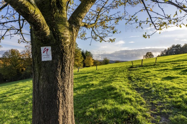 Autumn landscape in Elfringhauser Switzerland, south of Velbert-Langenberg, part of the Neanderland Steig hiking trail, Germany