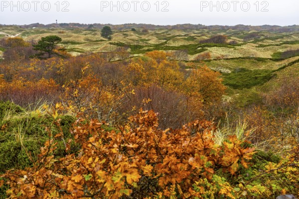 Dune sheep of Ostplate, in the east of the East Frisian island of Spiekeroog, autumn, brown dunes, Lower Saxony, Germany