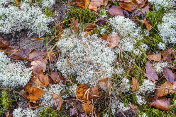 North Sea, Spiekeroog island, autumn, dune landscape, lichens and mosses, Ostplate, Lower Saxony, Germany