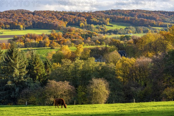 Autumn landscape in Elfringhauser Switzerland, south of Velbert-Langenberg, Viehweide, Germany
