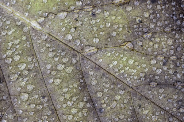 Dew drops on a leaf, Emsland, Lower Saxony, Germany