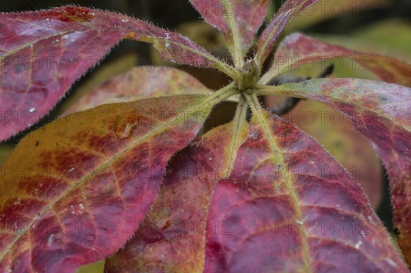 Azalea (Rhododendron luteum) in autumn leaves, Emsland, Lower Saxony, Germany