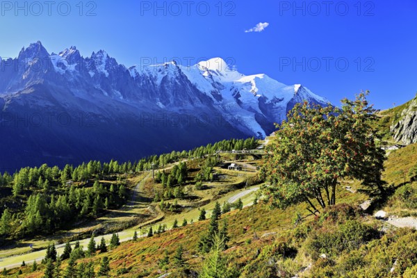 Mountain forest in an autumnal landscape with the snow-covered Mont Blanc massif in the background, Chamonix-Mont-Blanc, Haute-Savoie, France