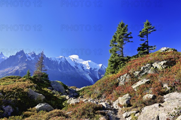 Firs stand in an autumnal landscape with the snow-covered Mont Blanc massif in the background, Chamonix-Mont-Blanc, Haute-Savoie, France