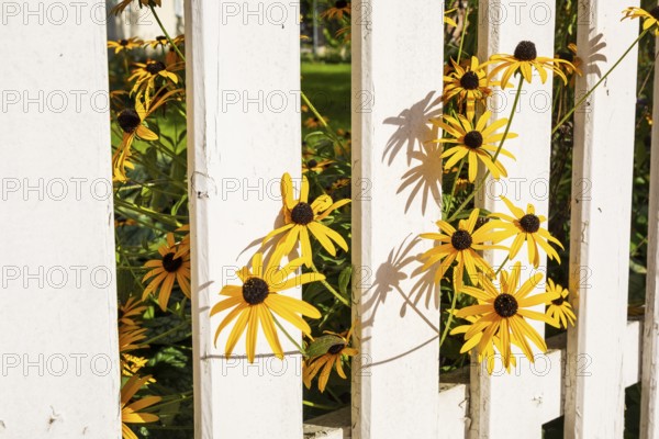 Common coneflower (Rudbeckia) in bloom, white picket fence, Saxony, Germany
