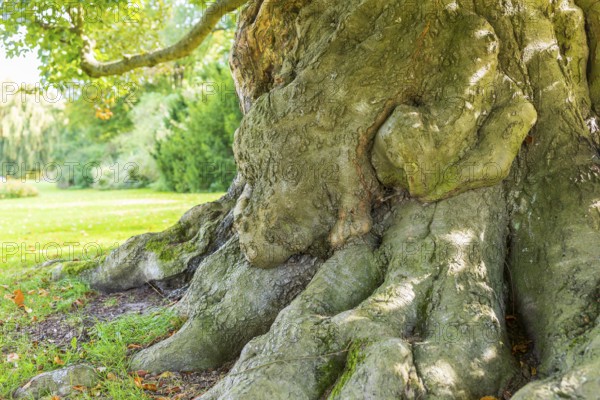 Tree trunk and roots of an old beech tree in Muskauer Park, UNESCO World Heritage, Bad Muskau, Upper Lusatia, Saxony, Germany
