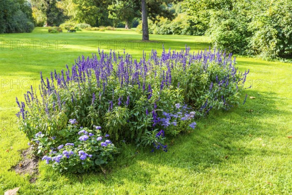 Flower bed with various purple perennials in Muskauer Park, UNESCO World Heritage, Bad Muskau, Upper Lusatia, Saxony, Germany