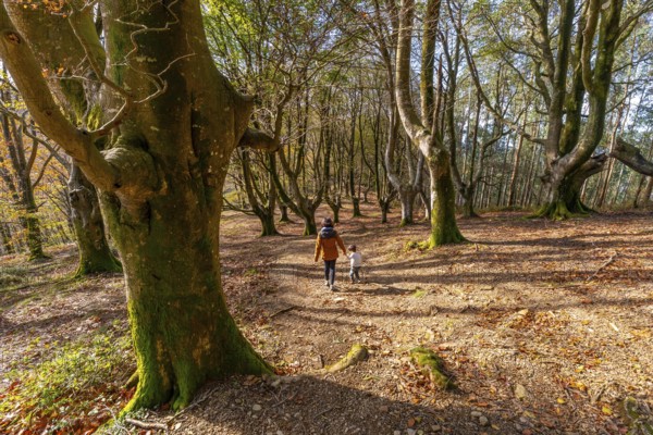 Mother and child are walking hand in hand on a winding path through a beautiful autumn forest with strong, ancient trees, enjoying a peaceful outdoor adventure in nature
