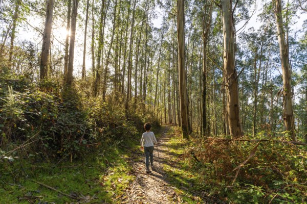 Child walking along a sun dappled path in a tall eucalyptus forest, exploring nature and enjoying an outdoor adventure in the basque country during autumn