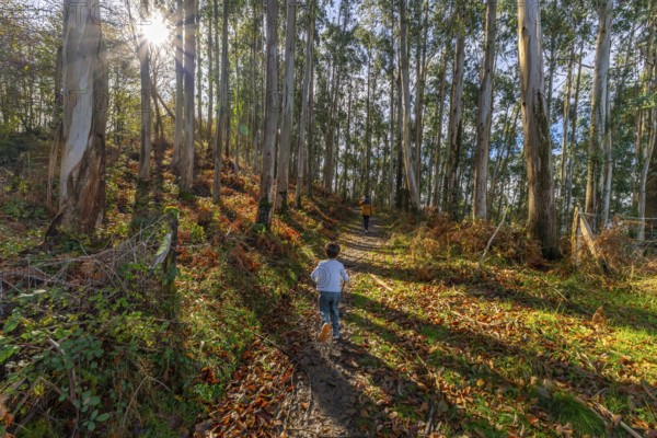 Children run uphill on a sunlit dirt trail through tall eucalyptus trees, kicking autumn leaves and laughing with carefree energy amid green undergrowth and forest light