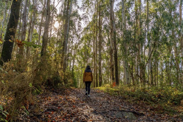 Woman is walking along a tranquil path covered with fallen leaves, enjoying a peaceful outdoor hike in a tall eucalyptus forest during the autumn season