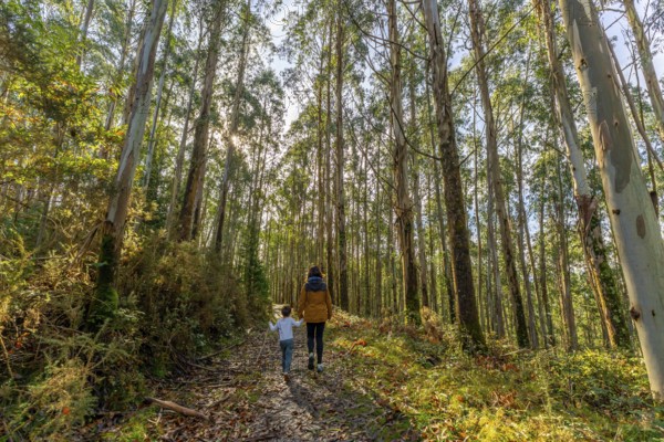 Mother and young child walking hand in hand on a sun dappled path through tall eucalyptus trees in the autumnal basque country forest, enjoying family nature time
