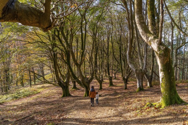 Mother and child are walking together on a path covered with fallen leaves through a beautiful autumn forest and eucalyptus trees, enjoying nature and family time